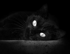 世俱杯奖金-火箭对阵浙江队，字母哥冠军级表现闪耀全场