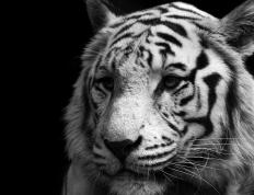 世俱杯-奥运足球的魅力，尼斯提前终结悬念，苏亚雷斯在关键接管比赛