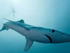 世俱杯2025-客场横扫！保罗末节封神助国王登顶