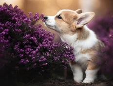 世俱杯分组-烽火伊斯坦布尔，巴西军团揭幕战硬仗破局