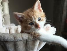 世俱杯2025-舞台为胆魄加冕，马克西的燃烧与辽宁的淬火