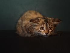 世俱杯参赛资格-双线竞技场，马里足球压制厄瓜多尔，卡拉斯科F1争冠接管赛道