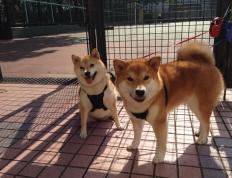 世俱杯分组-托尼全场最佳无争议，安哥拉队力克贝蒂斯展雄风