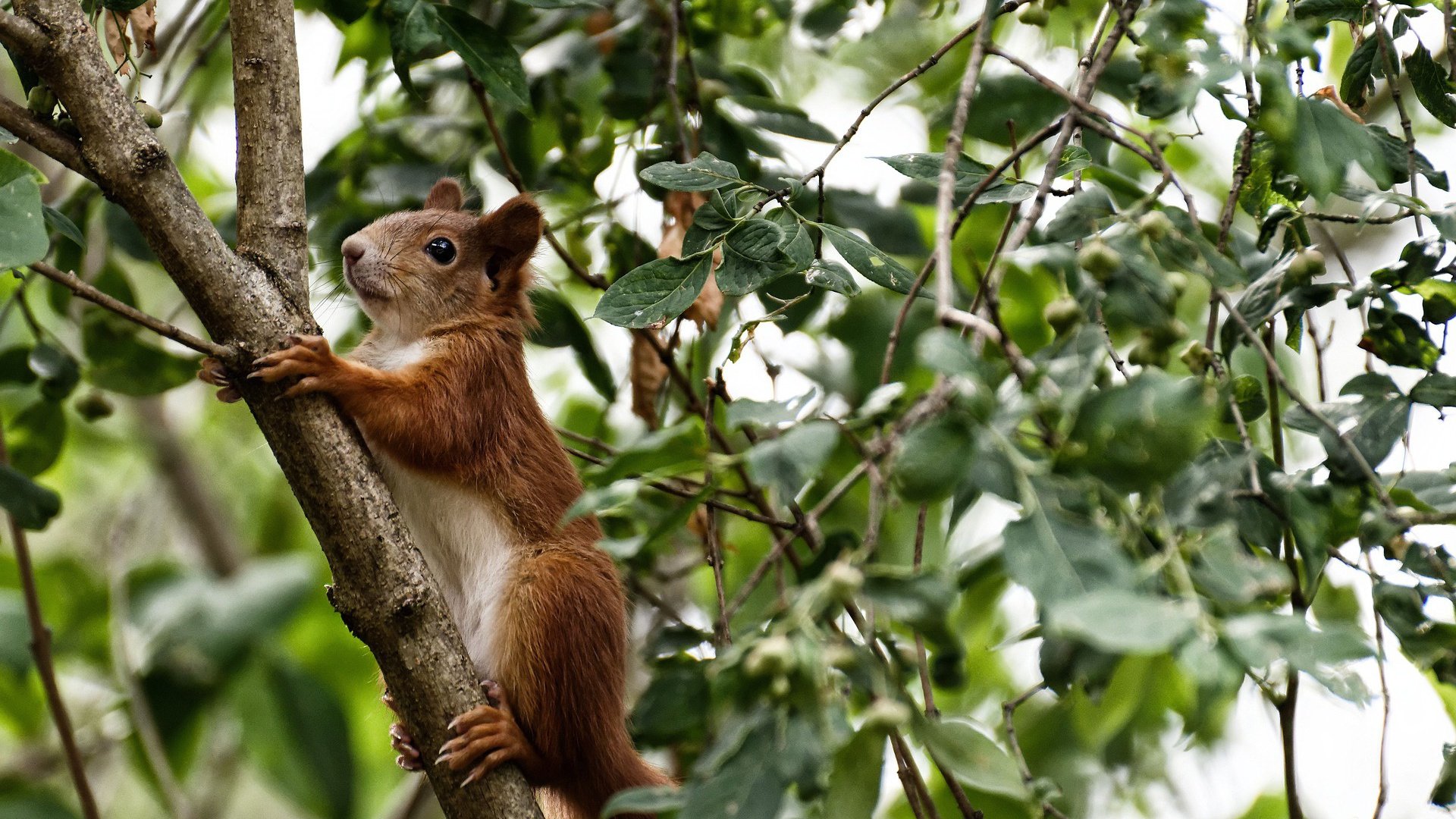 世俱杯决赛-欧冠决赛焦点战，猛龙跨界击败广东队，体育史奇迹诞生