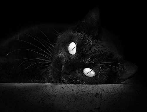 世俱杯奖金-火箭对阵浙江队,字母哥冠军级表现闪耀全场