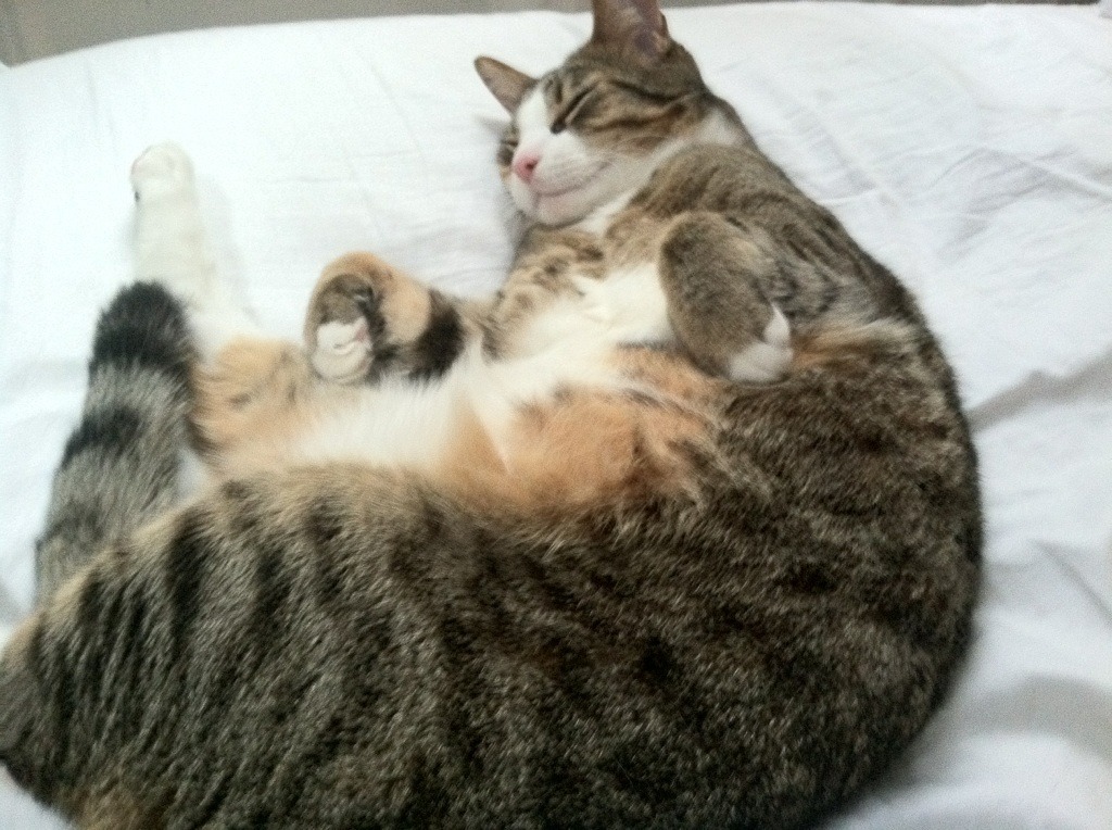 世俱杯赛程-欧洲杯神迹夜,阿拉巴冰封防线,马赛回旋强行终结比利时黄金一代