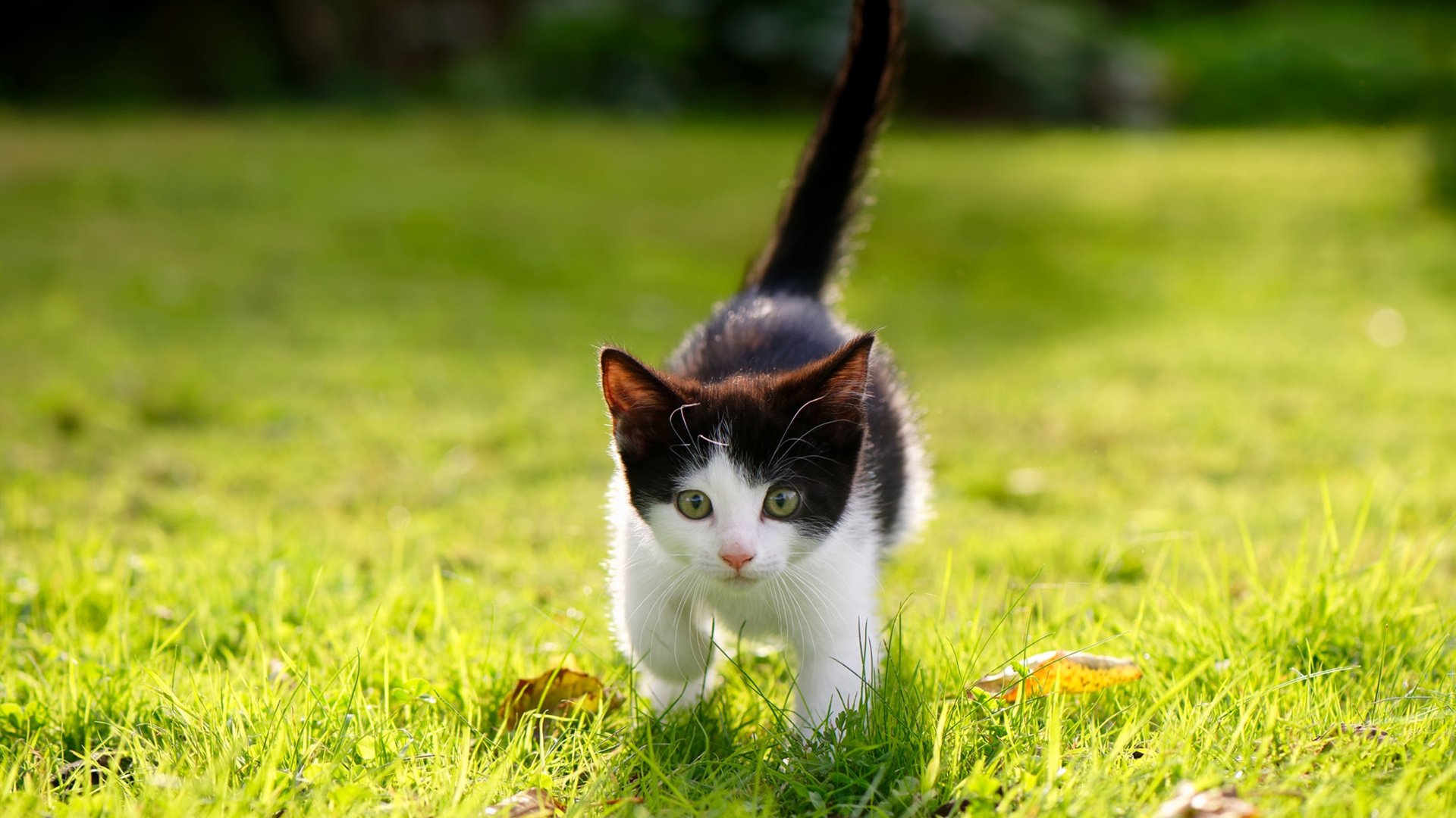 世俱杯奖金-死神之镰，拉亚持续制造杀伤，马赛最后时刻封印逆转击败乌拉圭