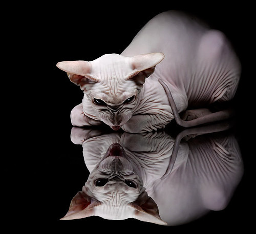 世俱杯决赛-绝境闪耀,黄喜灿关键节点连续得分,埃及与玻利维亚上演双国记