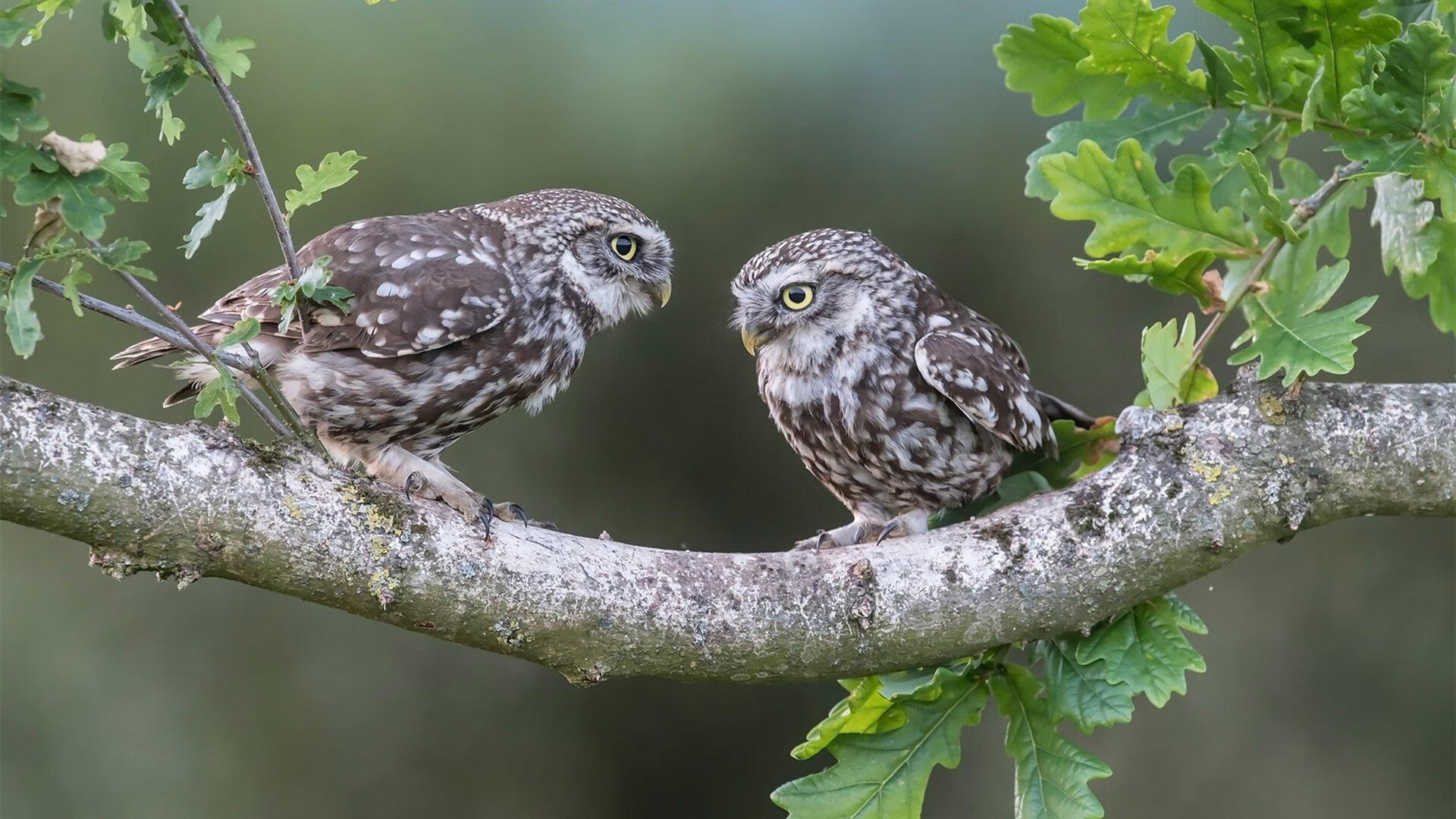 世俱杯直播-欧冠半决赛焦点战,尼克斯爆冷开拓者,逆袭之路开启