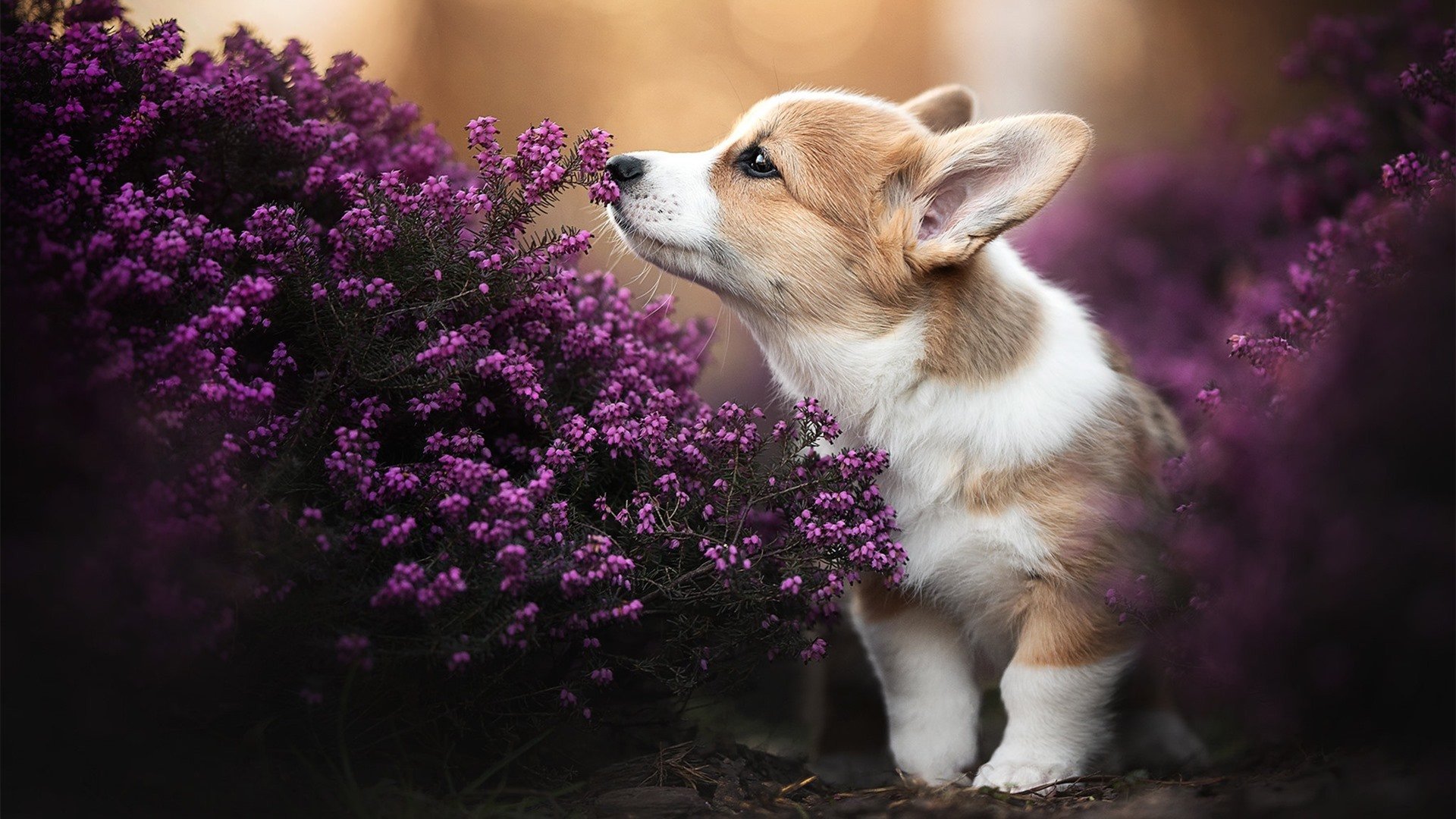 世俱杯分组-烽火伊斯坦布尔，巴西军团揭幕战硬仗破局