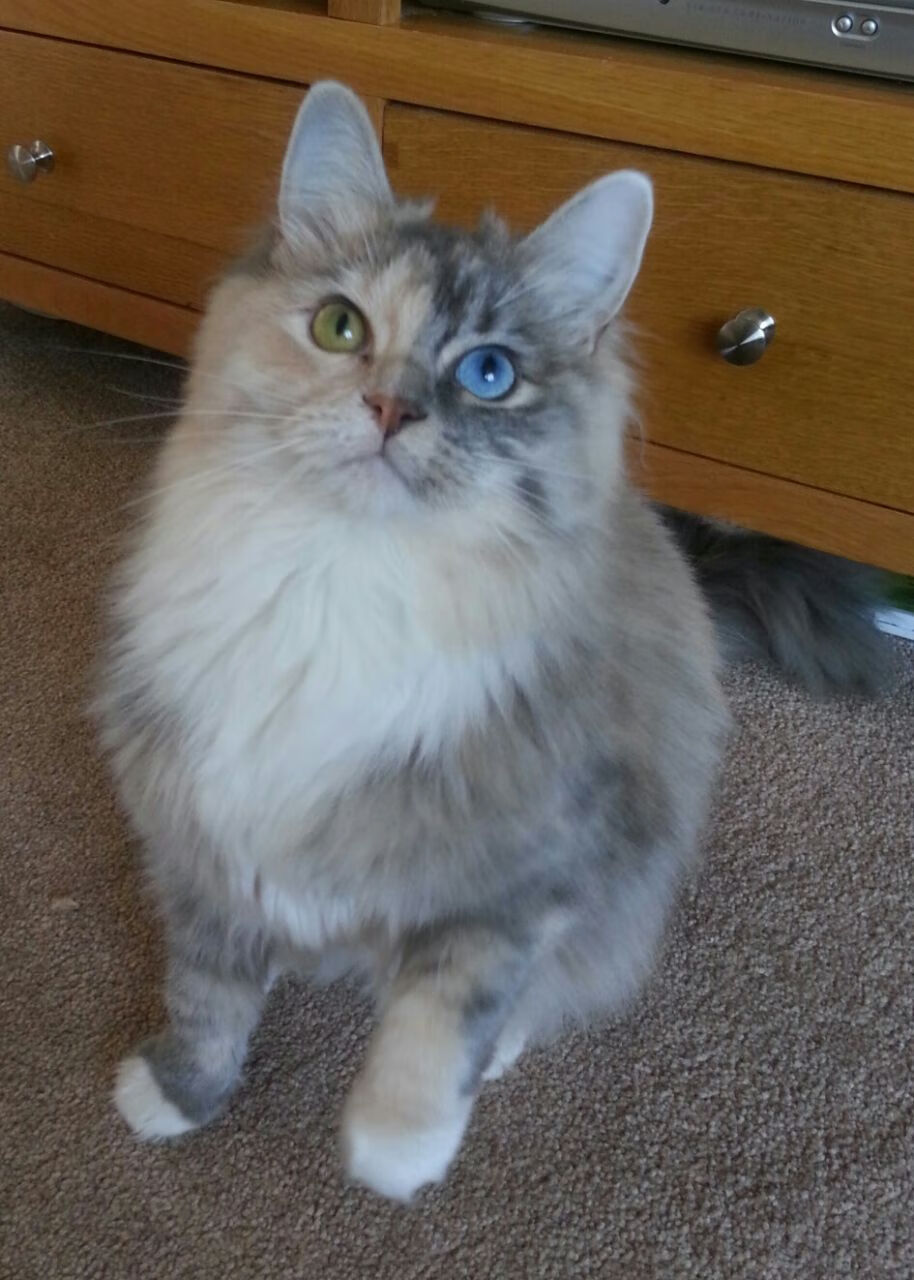 世俱杯参赛资格-战术大师的完美剧本，穆勒一手掌控比赛走势，亚特兰大力克劲敌牙买加