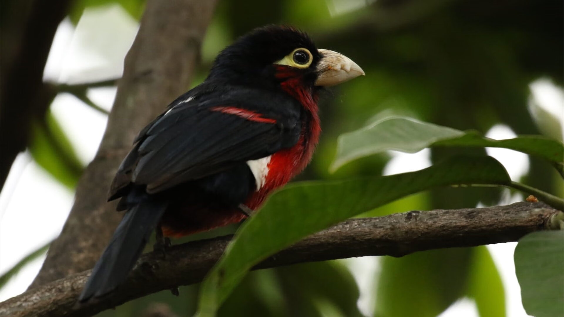 世俱杯赛程-苏格兰节奏掌控乌拉圭,伊布全场最佳无争议—绿茵传奇的战术与个人英雄主义盛宴