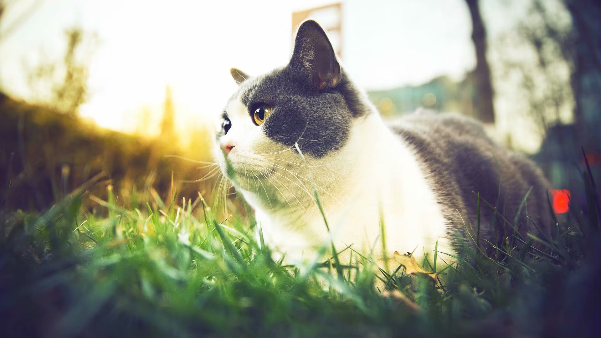 世俱杯2025-湖人绝杀吉林队的背后,米切尔如何为东决关键战定义了杀手本能